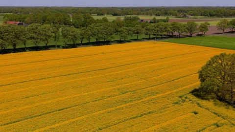 Aerial view of a vast yellow rapeseed field with spring trees. Drone landscape Stock Footage 337654486