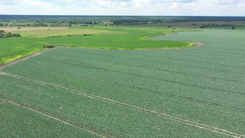 Aerial view of the vegetable field from drone. Video stock 115113234