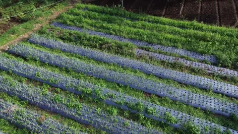 Aerial view of a vegetable garden with rows covered in plastic mulch Stock Footage 311565403