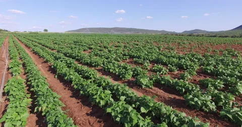 Aerial view of vegetables being irrigated Stock Footage 61244910