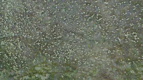 Aerial View of Vegetation Patterns in Buey Lagoon Stock Footage 330759909