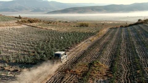 AERIAL View of Vehicle Driving Through Agricultural Field with Agave Crops in Stock Footage 344500340