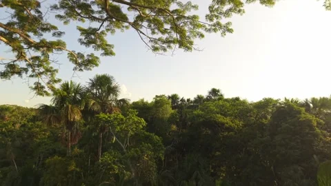 Aerial view of verdant Amazon rainforest with layered canopy, vibrant 스톡 동영상 308423795