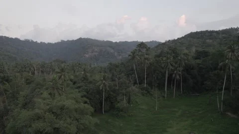 Aerial view of verdant forest with distant mountains, under a cloudy sky. Palm Stock Footage 273967850