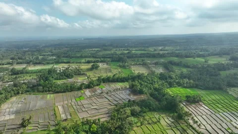 Aerial View of Verdant Rice Fields in Banyuwangi, East Java, Indonesia Stock Footage 334001237