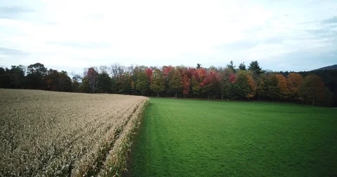 Aerial view of Vermont cornfield in fall Stock Footage 101670101