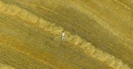 Aerial View. Vertical Motion Flight Over Man Lying On Yellow Wheat Field Stock Footage