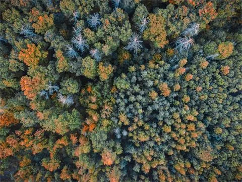 Aerial view vertically down to the forest and trees. The trees are in autumn  Foto stock