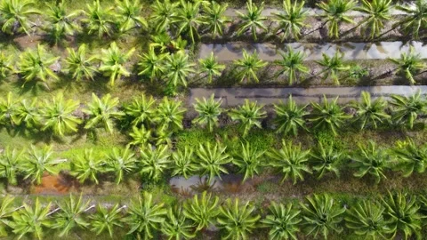 Aerial view of a very large coconut plantation area Stock Footage 253637559