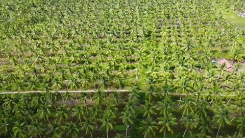 Aerial view of a very large coconut plantation area Stock Footage 253637640