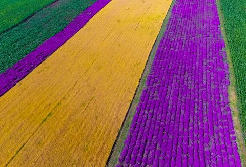 Aerial view of a vibrant aerial patchwork of purple, yellow agricultural field 스톡 사진