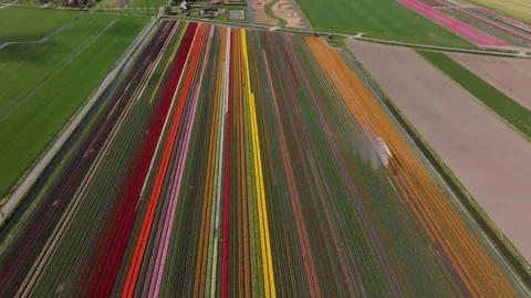 Aerial view of vibrant flower fields under irrigation in rural Holland Stock Footage 313166183