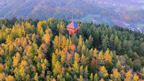 Aerial view of a vibrant forest displaying autumn colors and lush greenery Stock Footage 288045702