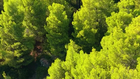 Aerial view of the vibrant green canopy of a dense pine forest on Alonnisos Stock Footage 346691653