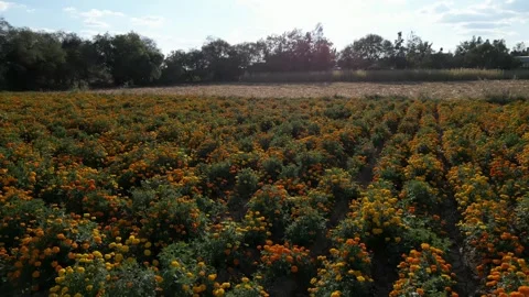 Aerial view of vibrant marigold fields blooming in central Mexico Stock Footage 341999659