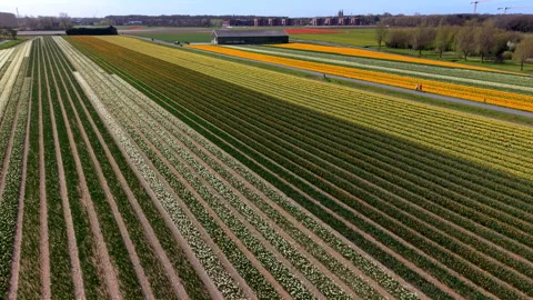 Aerial view of vibrant, multi-colored flower fields in the Dutch countryside Stock Footage 334752270