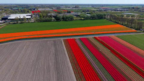 Aerial view of vibrant multicolored tulip fields and tilled soil. Drone Stock Footage 337637946