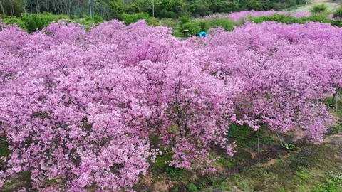 Aerial View of Vibrant Pink Cherry Blossom Trees in Full Spring Bloom Stock Footage 342091198