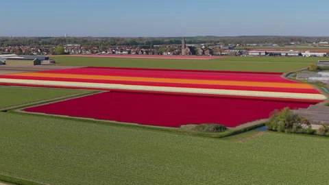 Aerial view of vibrant red and orange tulip fields with a distant village. .. Stock Footage 337651593