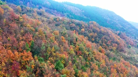 Aerial View of a Vibrant Red Maple Forest in Peak Autumn Color 動画素材 341872350