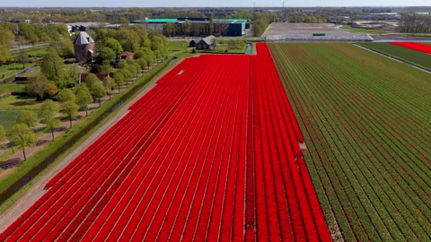 Aerial view of vibrant red tulip fields with green crop rows, canal, trees Stock Footage 336814859