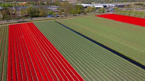 Aerial view of vibrant red tulip fields and green rows. Drone landscape Stock Footage 337635860