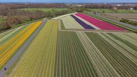 Aerial view of vibrant rows of blooming tulip fields in the Netherlands. Stock Footage 337589448
