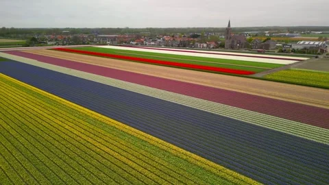 Aerial view of vibrant rows of tulips and hyacinths blooming in the Netherl.. Stock Footage 329827677