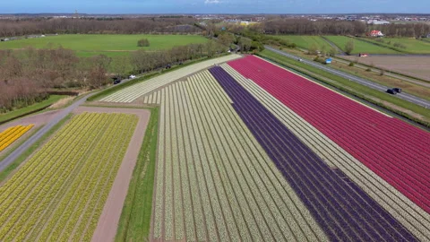 Aerial view of vibrant spring tulip and hyacinth fields in the Netherlands. Video stock 335003656
