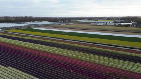 Aerial view of vibrant tulip fields in full bloom, arranged in colorful rows Stockbeeldmateriaal 305981886