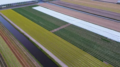 Aerial view of vibrant tulip fields in full bloom, arranged in colorful rows Vídeos de archivo 306182532