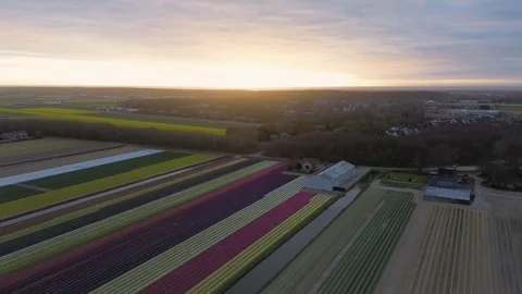 Aerial view of vibrant tulip fields in full bloom at sunset. Striped rows Vidéo 306183268