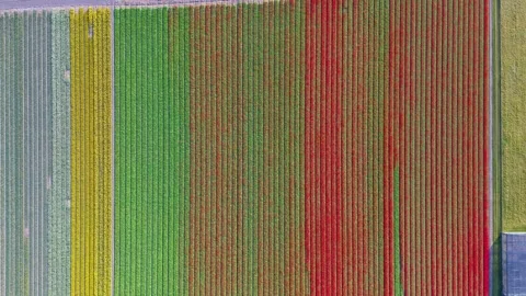 Aerial view of vibrant tulip fields with neat, colorful rows of yellow, red. Stock Footage 306666415