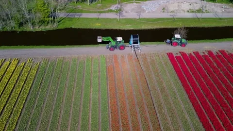 Aerial view of vibrant tulip fields with neat, colorful rows of yellow, red Stock-Footage 307869580