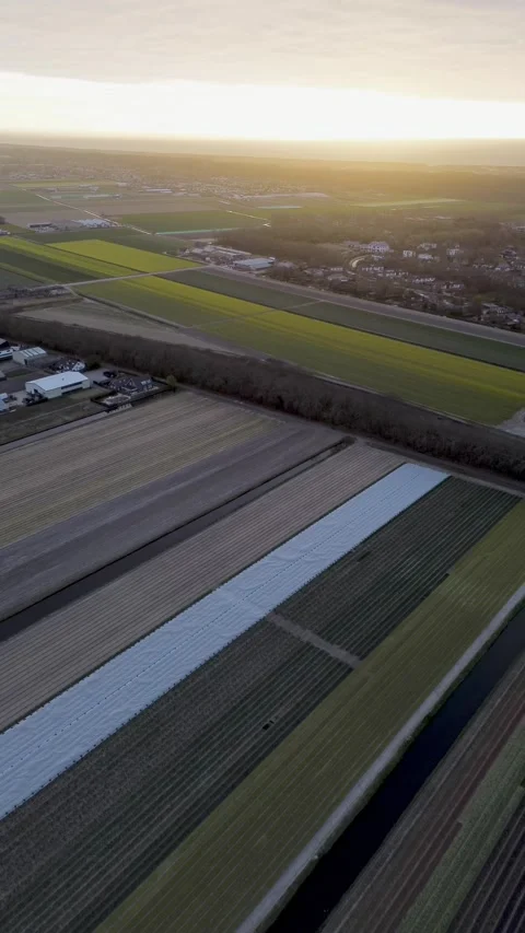 Aerial view of vibrant tulip fields in full bloom at sunset. Striped rows Stock-Footage 307869742