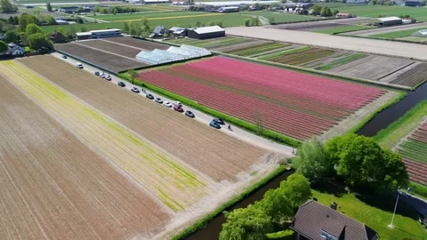 Aerial view of vibrant tulip fields in full bloom stretching along a calm canal 库存影片 310563015