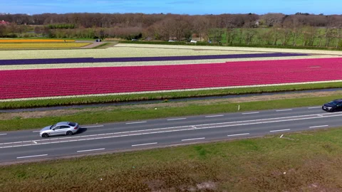 Aerial view of vibrant tulip fields in the Netherlands with blooming rows Vídeo Stock 332670461