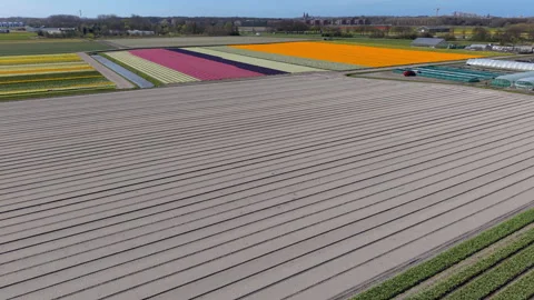 Aerial view of vibrant tulip fields in the Netherlands, featuring colorful 스톡 동영상 333076932