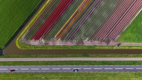 Aerial view of vibrant tulip fields next to a canal and a road, Netherlands. Stock Footage 334163791