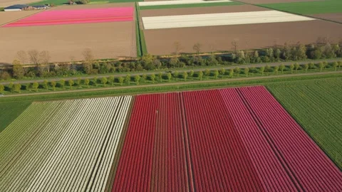 Aerial view of vibrant tulip fields in bloom with patterns, Netherlands. Video stock 334164410