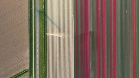 Aerial view of vibrant tulip fields and a rural road, Netherlands. Stock Footage 334165328