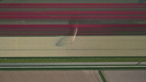 Aerial view of vibrant tulip fields and a rural road, Netherlands. Stock Footage 334165581