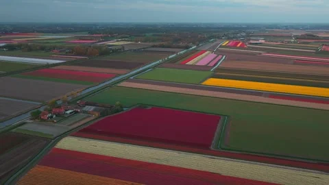 Aerial view of vibrant tulip fields with colorful patterns, Netherlands. Video stock 334329648