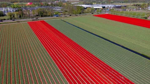 Aerial view of vibrant tulip fields with red and green rows forming geometry Stock Footage 336814629