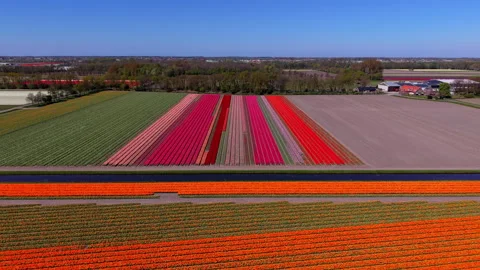 Aerial view of vibrant tulip fields with long colorful rows of red, pink, p.. Vídeos de archivo 336814807