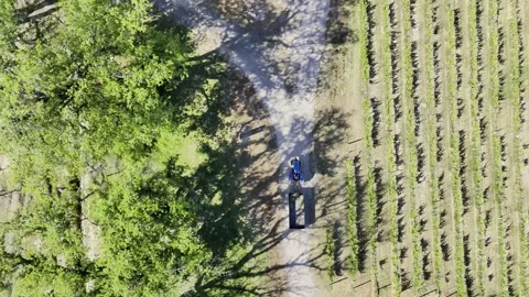 Aerial view of vibrant vineyard and road, Mexico. Stock Footage 288465073