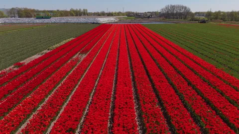 Aerial view video clip showcasing long parallel rows of vibrant red tulips Stock Footage 341437704
