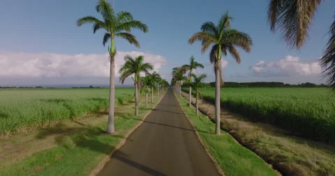 Aerial view with a view of the coconut trees, cars passing in the street Stock Footage 196608050