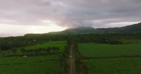 Aerial view with a view of the coconut trees, cars passing in the street Видео 197046743