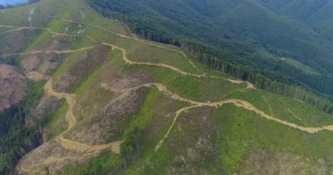 Aerial view: View of the huge cut forest area. Flying over the Transcarpathian 스톡 동영상 103575889